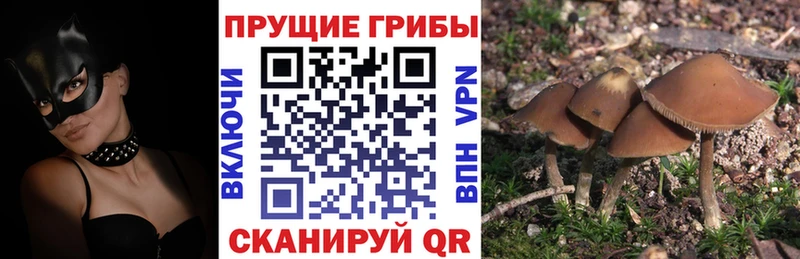 Псилоцибиновые грибы MAGIC MUSHROOMS  маркетплейс телеграм  Грозный 